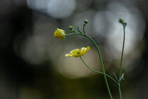 Butterblumen mit Lichtpunkten im Hintergrund by Tanja Brücher