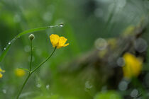 Butterblume nach dem Regen von Tanja Brücher