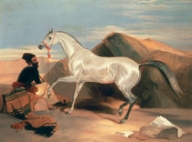 Arab Stallion  by Sir Edwin Landseer