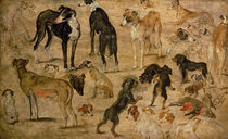 Study of Hounds von Jan Brueghel the Elder
