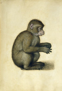 A Monkey  by Albrecht Dürer