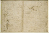 Study of a human leg  by Michelangelo Buonarroti