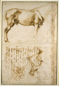 Anatomic Horse study by Michelangelo Buonarroti