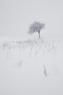 Schneelandschaft II von David Pinzer