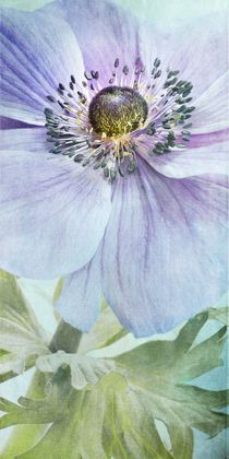 Anemone by Priska  Wettstein