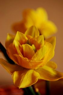 yellow flowers von Zuzanna Nasidlak