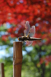 dragonfly von Zuzanna Nasidlak