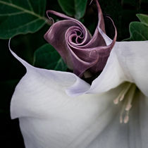 Datura  by David Pinzer