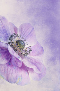 Lilac by Priska  Wettstein