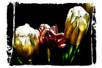 Tulpen_1 von Guido-Roberto Battistella