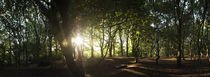 Hampstead Heath, London, UK. by Tom Hanslien