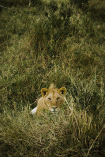 Young Male Lion by Russell Bevan Photography