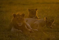 Young Lions at Dawn von Russell Bevan Photography