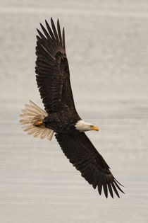 Bald Eagle flying by Ed Book