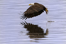 Bald Eagle Strikes the Water von Ed Book