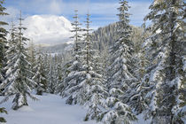 Mount Rainier (volcano) through a winter forest by Ed Book