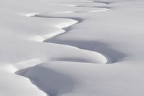 Meandering Indian Creek Yellowstone National Park USA by Ed Book