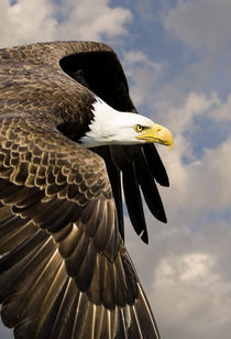 Bald Eagle Flies by at close range by Ed Book