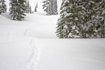 Snowshoe Tracks at Paradise on Mt Rainier 2 von Ed Book