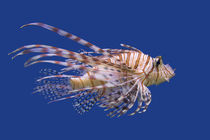 Lionfish von Ed Book