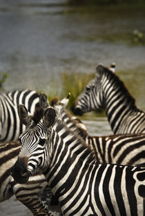 Common Zebra Crossing River by Russell Bevan Photography