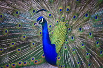 Peacock 2 von Ed Book