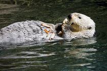 Sea Otter by Ed Book