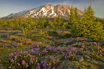 Mount St Helens south side spring morning von Ed Book