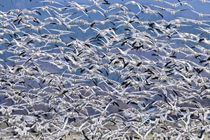 Snowgeese Flock Flying by Ed Book