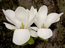 Magnolia Blossoms von Ed Book