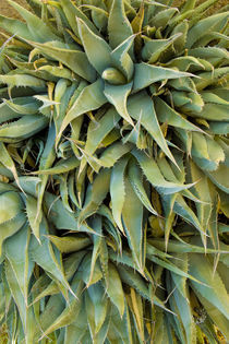 Agave Century Plant by Ed Book