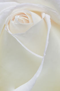 white Peace Rose by Ed Book
