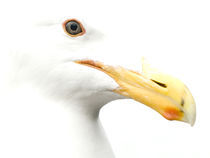 High Key Gull by Ed Book