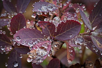 autumn huckleberry leaves with beaded rain drips von Ed Book