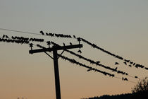 Vögel auf Telefonleitung von Intensivelight Panorama-Edition