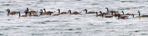 Raft of Canada Geese von Ed Book