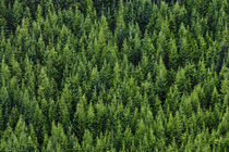 Mountainside Coniferous Forest von Ed Book