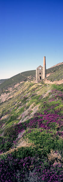 Towanroath Heather by Mike Greenslade