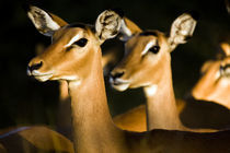 Impalas in te sunset light von Leandro Bistolfi