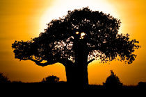 African sunset 2 von Leandro Bistolfi