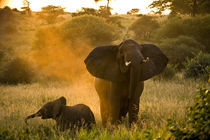 Elephant mother von Leandro Bistolfi