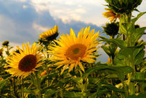 Sonnenblumen von Jens Uhlenbusch