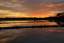 Rice Paddy Sunset von Mike Greenslade