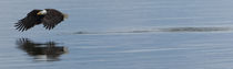 Bald Eagle panorama by Ed Book