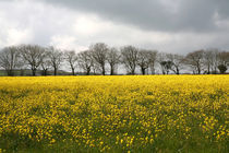 Autumn Field von Mike Greenslade