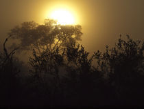 African Lowveld Sunrize von Yolande  van Niekerk