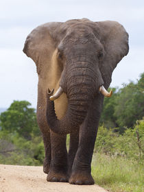 Male African elephant blowing sand over its face von Yolande  van Niekerk