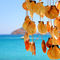 Mykonos-shell-chimes