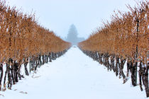 Niagara on the Lake Winter Vineyard by Ian C Whitworth