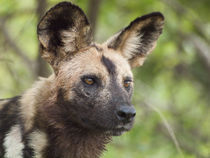  African wild dog (endangered) with intense stare von Yolande  van Niekerk